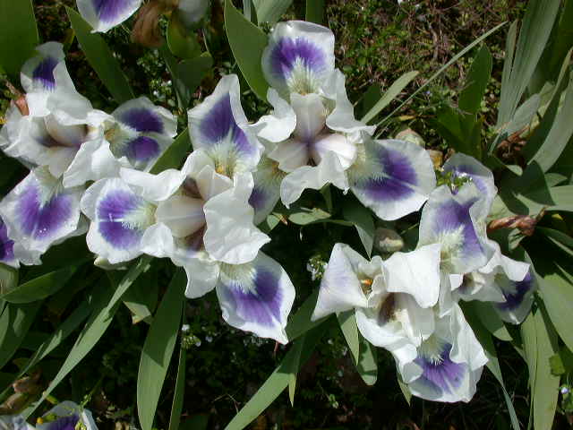 COLLECTION OF DWARF BEARDED IRIS