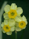 NARCISSUS LITTLE RUSKY